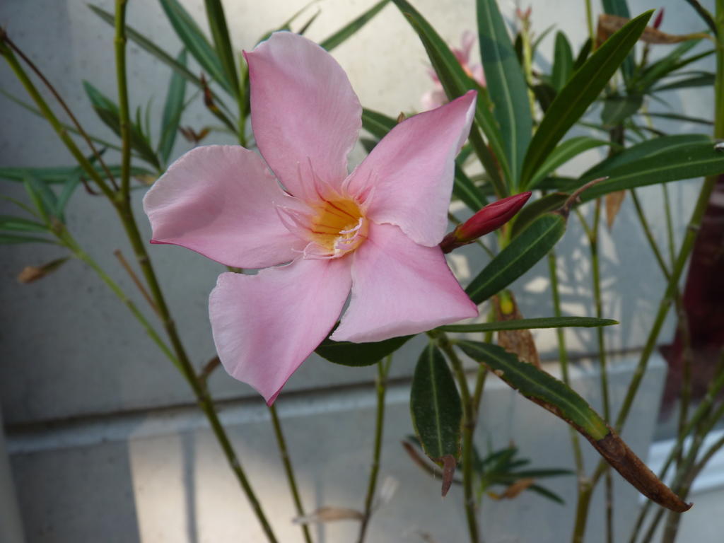 אקס-אן-פרובאנס Le Clos De Celony מראה חיצוני תמונה